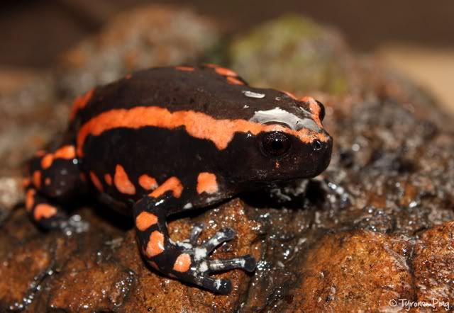 Red And Black Walking Frog For Sale, Red And Black Walking Frog For Sale Near Me, Red And Black Walking Frog For Sale Cheap, Red And Black Walking Frog For Sale Europe, Red And Black Walking Frog For Sale Canada